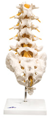 3B Scientific Anatomical Model - lumbar spinal column - Includes 3B Smart Anatomy