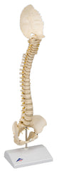 3B Scientific Anatomical Model - pediatric spine (BONElike) - Includes 3B Smart Anatomy