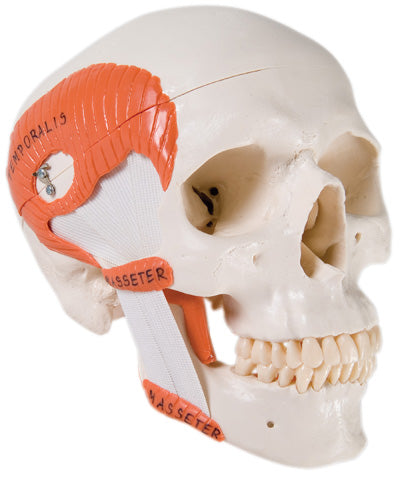 3B Scientific Anatomical Model - functional skull, 2 part with masticator muscles - Includes 3B Smart Anatomy