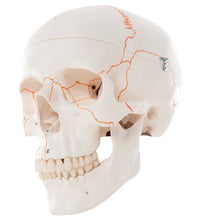 3B Scientific Anatomical Model - classic skull, 3-part numbered - Includes 3B Smart Anatomy