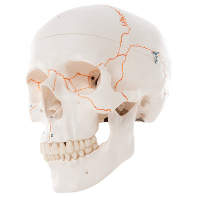 3B Scientific Anatomical Model - classic skull, 3-part numbered - Includes 3B Smart Anatomy