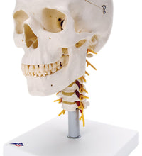 3B Scientific Anatomical Model - classic skull, 4 part, on cervical spine - Includes 3B Smart Anatomy