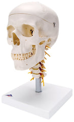 3B Scientific Anatomical Model - classic skull, 4 part, on cervical spine - Includes 3B Smart Anatomy