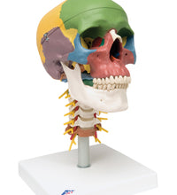 3B Scientific Anatomical Model - didactic skull, 4 part, on cervical spine - Includes 3B Smart Anatomy