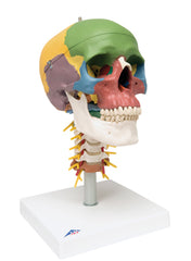 3B Scientific Anatomical Model - didactic skull, 4 part, on cervical spine - Includes 3B Smart Anatomy