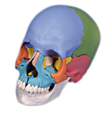 3B Scientific Anatomical Model - didactic skull, Beauchene 22-part - Includes 3B Smart Anatomy