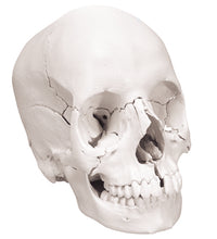 3B Scientific Anatomical Model - anatomical skull, Beauchene 22-part - Includes 3B Smart Anatomy