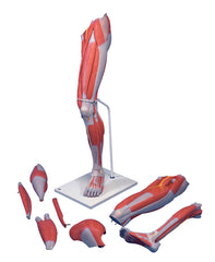 3B Scientific Anatomical Model - Deluxe muscular leg 7-part - Includes 3B Smart Anatomy