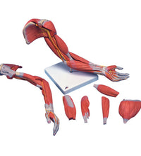 3B Scientific Anatomical Model - Deluxe muscular arm 6-part - Includes 3B Smart Anatomy