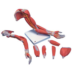 3B Scientific Anatomical Model - Deluxe muscular arm 6-part - Includes 3B Smart Anatomy