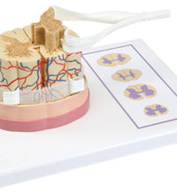 3B Scientific Anatomical Model - spinal cord with nerve branches - Includes 3B Smart Anatomy