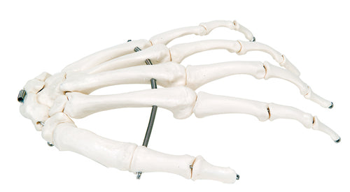 3B Scientific Anatomical Model - loose bones, hand skeleton (wire) - Includes 3B Smart Anatomy