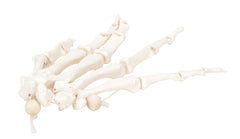 3B Scientific Anatomical Model - loose bones, hand skeleton, left (nylon) - Includes 3B Smart Anatomy