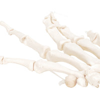 3B Scientific Anatomical Model - loose bones, hand skeleton, right (nylon) - Includes 3B Smart Anatomy