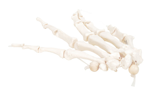 3B Scientific Anatomical Model - loose bones, hand skeleton, right (nylon) - Includes 3B Smart Anatomy