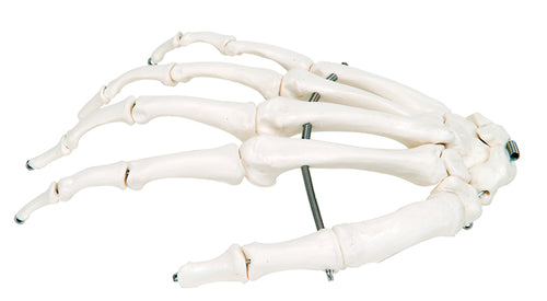 3B Scientific Anatomical Model - loose bones, hand skeleton (wire) - Includes 3B Smart Anatomy