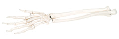 3B Scientific Anatomical Model - loose bones, hand skeleton with ulna and radius, right (bungee) - Includes 3B Smart Anatomy