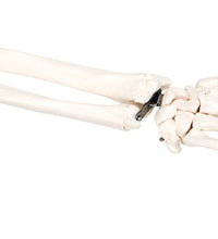 3B Scientific Anatomical Model - loose bones, hand skeleton with ulna and radius (wire) - Includes 3B Smart Anatomy