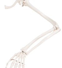 3B Scientific Anatomical Model - loose bones, arm skeleton with scapula and clavicle (wire) - Includes 3B Smart Anatomy