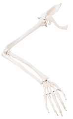 3B Scientific Anatomical Model - loose bones, arm skeleton with scapula and clavicle (wire) - Includes 3B Smart Anatomy