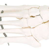 3B Scientific Anatomical Model - loose bones, foot skeleton (wire) - Includes 3B Smart Anatomy