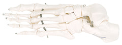 3B Scientific Anatomical Model - loose bones, foot skeleton (wire) - Includes 3B Smart Anatomy