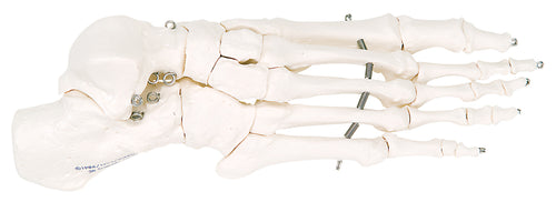 3B Scientific Anatomical Model - loose bones, foot skeleton (wire) - Includes 3B Smart Anatomy