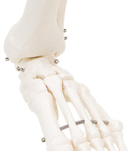 3B Scientific Anatomical Model - loose bones, foot skeleton with ankle (wire) - Includes 3B Smart Anatomy