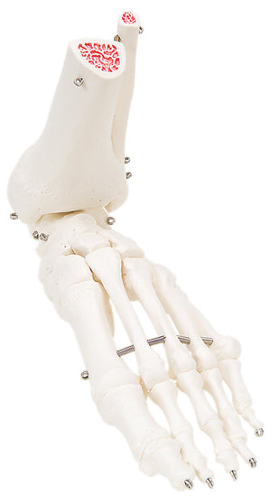 3B Scientific Anatomical Model - loose bones, foot skeleton with ankle (wire) - Includes 3B Smart Anatomy