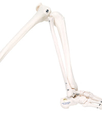 3B Scientific Anatomical Model - loose bones, leg skeleton (wire) - Includes 3B Smart Anatomy