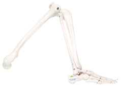 3B Scientific Anatomical Model - loose bones, leg skeleton (wire) - Includes 3B Smart Anatomy