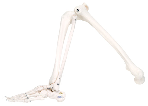 3B Scientific Anatomical Model - loose bones, leg skeleton (wire) - Includes 3B Smart Anatomy