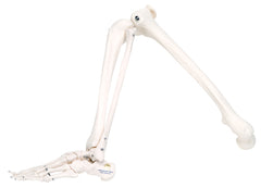 3B Scientific Anatomical Model - loose bones, leg skeleton (wire) - Includes 3B Smart Anatomy