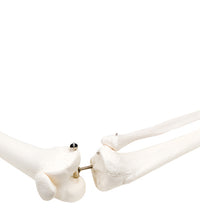 3B Scientific Anatomical Model - loose bones, leg skeleton with hip (wire) - Includes 3B Smart Anatomy