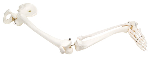 3B Scientific Anatomical Model - loose bones, leg skeleton with hip (wire) - Includes 3B Smart Anatomy