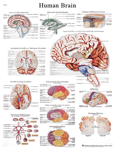 Anatomical Chart - human brain, laminated