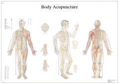 Anatomical Chart - acupuncture body, paper