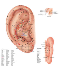 Anatomical Chart - acupuncture ear, paper