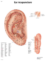 Anatomical Chart - acupuncture ear, laminated