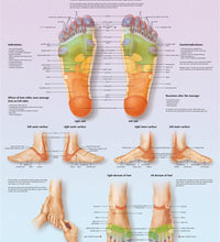 Anatomical Chart - foot massage, reflex zone, laminated