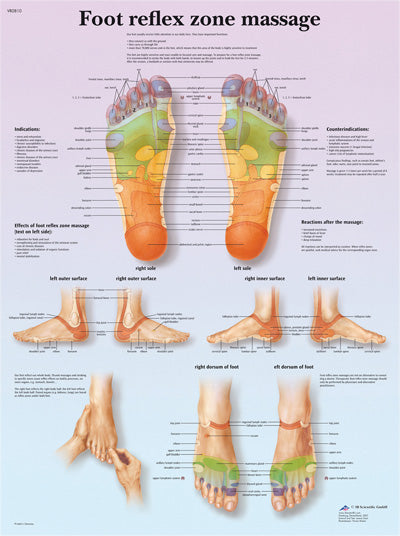 Anatomical Chart - foot massage, reflex zone, paper