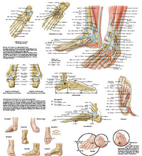 Anatomical Chart - foot & ankle, sticky back