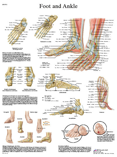 Anatomical Chart - foot & ankle, sticky back