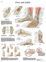 Anatomical Chart - foot & ankle, paper