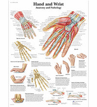 Anatomical Chart - hand & wrist, paper