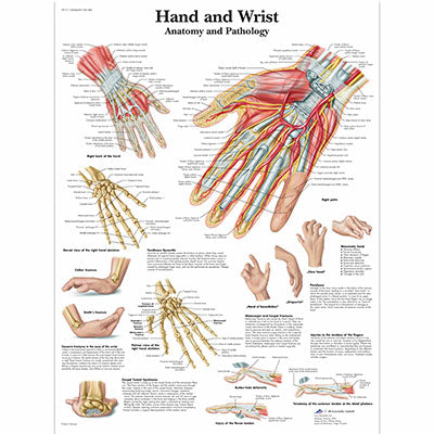 Anatomical Chart - hand & wrist, paper