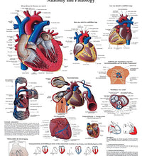 Anatomical Chart - heart, paper