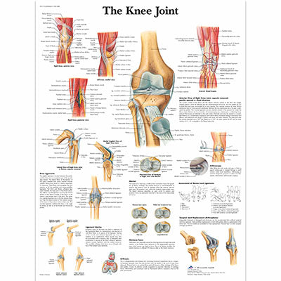 Anatomical Chart - knee joint, laminated