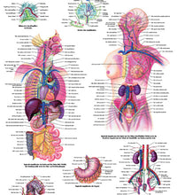 Anatomical Chart - lymphatic system, laminated