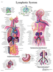 Anatomical Chart - lymphatic system, laminated